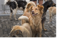 Памятка по предупреждению бешенства среди животных